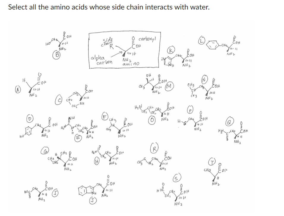 Solved Select all the amino acids whose side chain interacts | Chegg.com