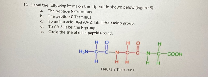 tripeptide bond