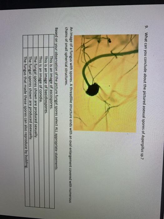 Solved 8. What can you conclude about the pictured asexual | Chegg.com