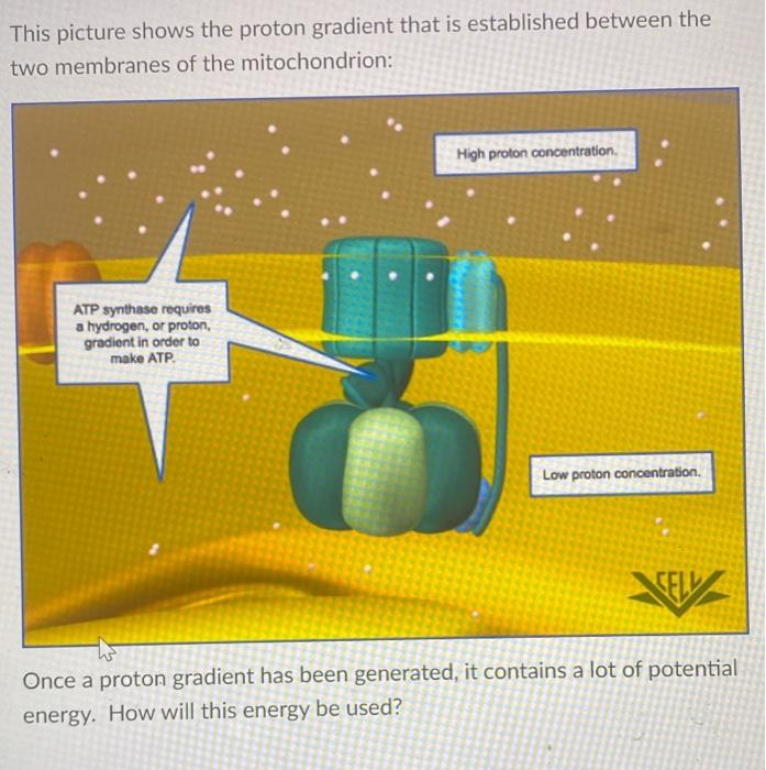 Solved This picture shows the proton gradient that is | Chegg.com