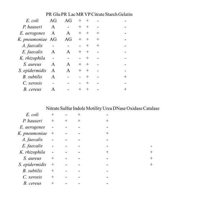 Solved Make 3 dichotomy keys using table:1. Gram Negative | Chegg.com
