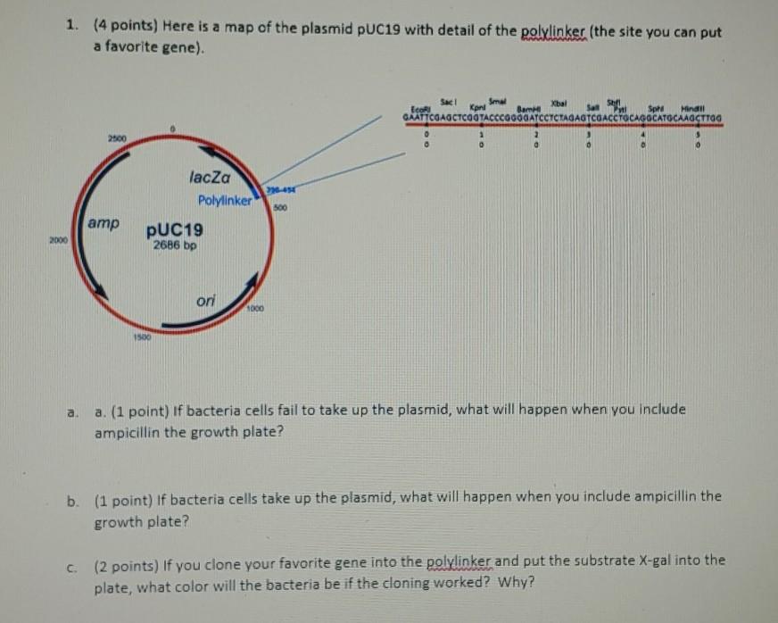 Solved 1. (4 points) Here is a map of the plasmid pUC19 with | Chegg.com