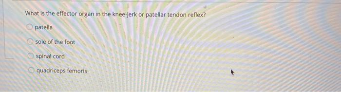 Solved What is the effector organ in the knee-jerk or | Chegg.com
