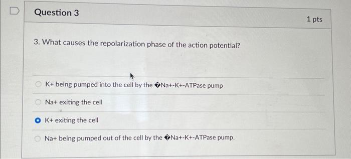 Solved 3. What causes the repolarization phase of the action | Chegg.com