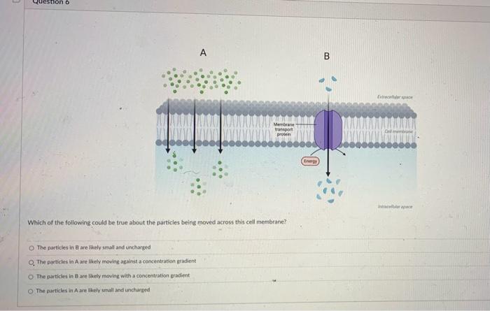 Solved Which of the following could be true about the | Chegg.com