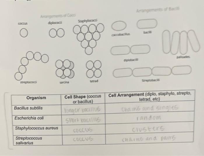 double blinding in experiments is important so that