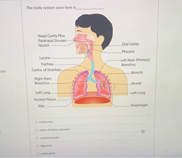 Solved The Body System Seen Here Is Nasal Cavity Plus 