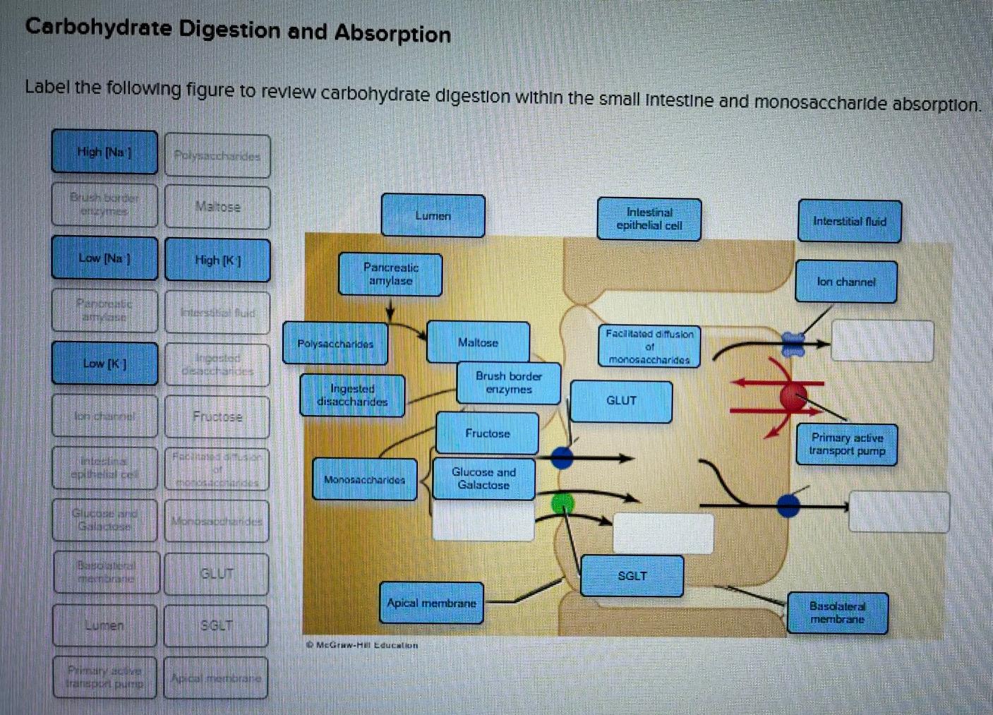 Solved Carbohydrate Digestion and Absorption Label the