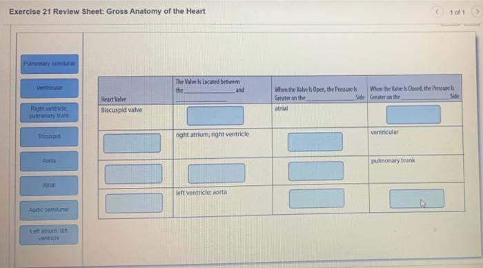 Solved Exercise 21 Review Sheet: Gross Anatomy of the Heart | Chegg.com