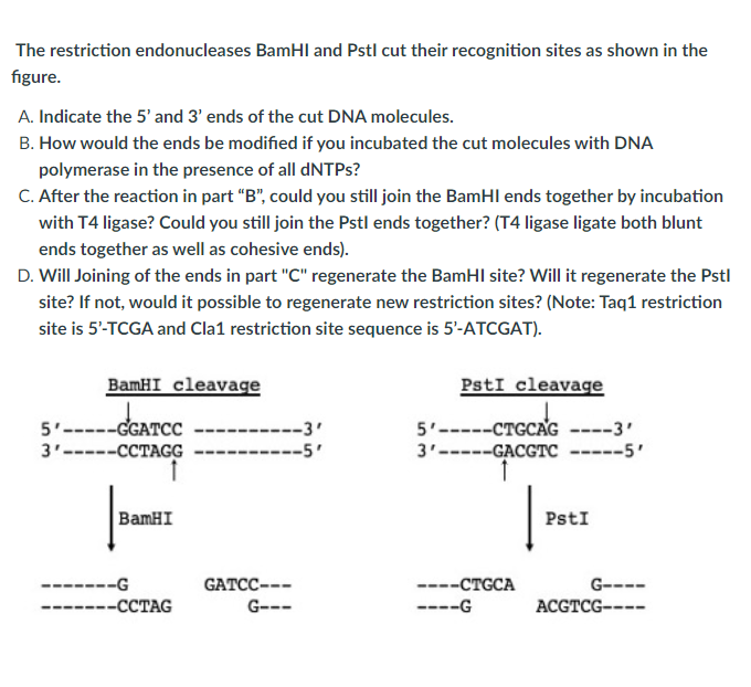 Solved The Restriction Endonucleases Bamhi And Pstl Cut