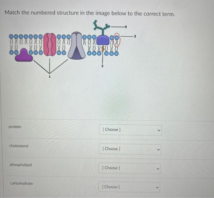 Solved Match the numbered structure in the image below to | Chegg.com