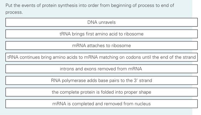 Solved Put the events of protein synthesis into order from | Chegg.com