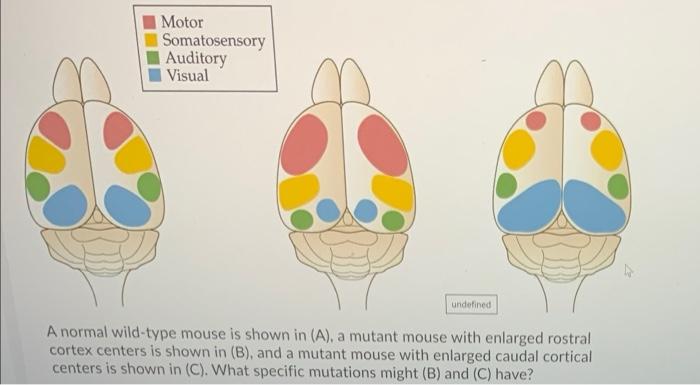 somatosensory cortex mouse