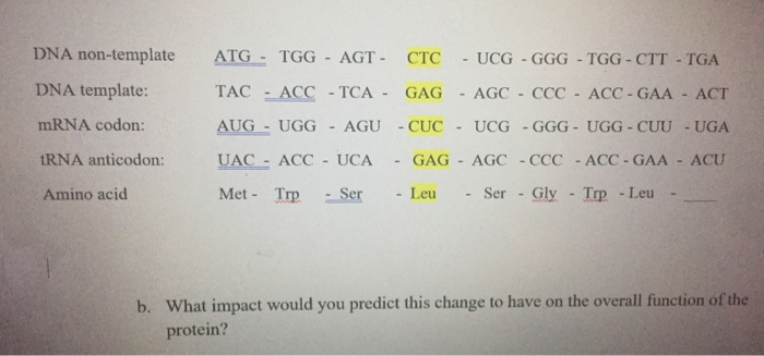 Solved ATG - TGG AGT - CTC UCG - GGG - TGG - CTT - TGA DNA | Chegg.com