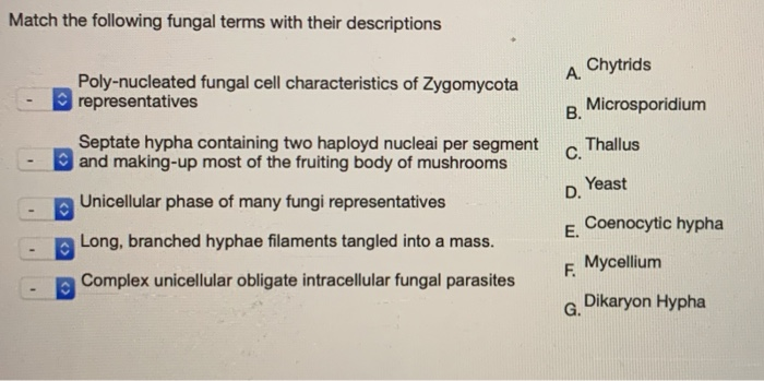Solved Match the following fungal terms with their | Chegg.com