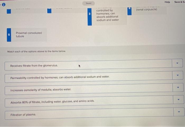 Help
Save & E
Seved
(renal corpuscle
3
controlled by
hormones; can
absorb additional
sodium and water
5
Proximal convoluted
t