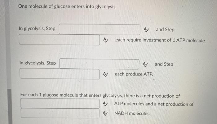 Solved One molecule of glucose enters into glycolysis. In | Chegg.com