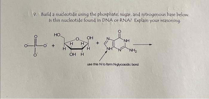 Solved 9. Build a nucleotide using the phosphate, sugar, and | Chegg.com