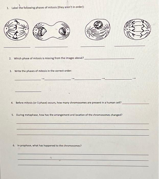 Solved 1. Label the following phases of mitosis (they aren't | Chegg.com