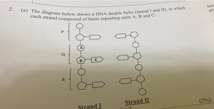 Solved 2. (a) The diagram below shows a DNA double helix | Chegg.com