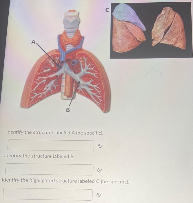 Solved С A B Identify The Structure Labeled A (be Specific). | Chegg.com