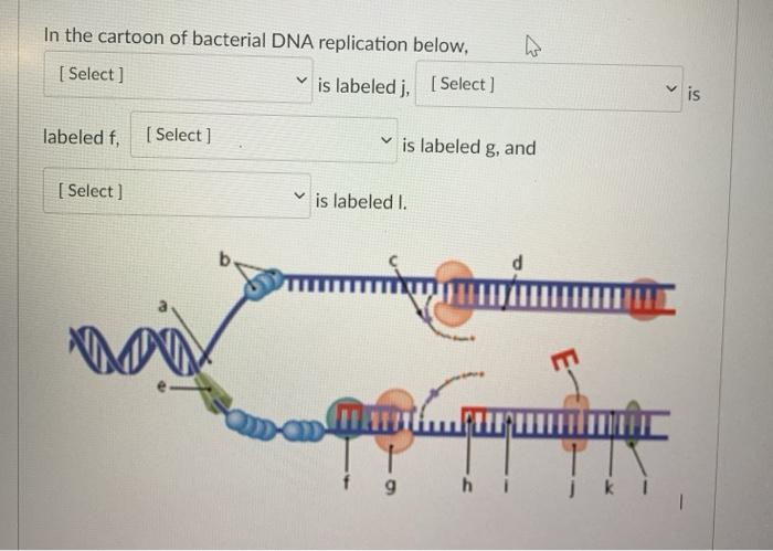Solved In the cartoon of bacterial DNA replication below, [ 