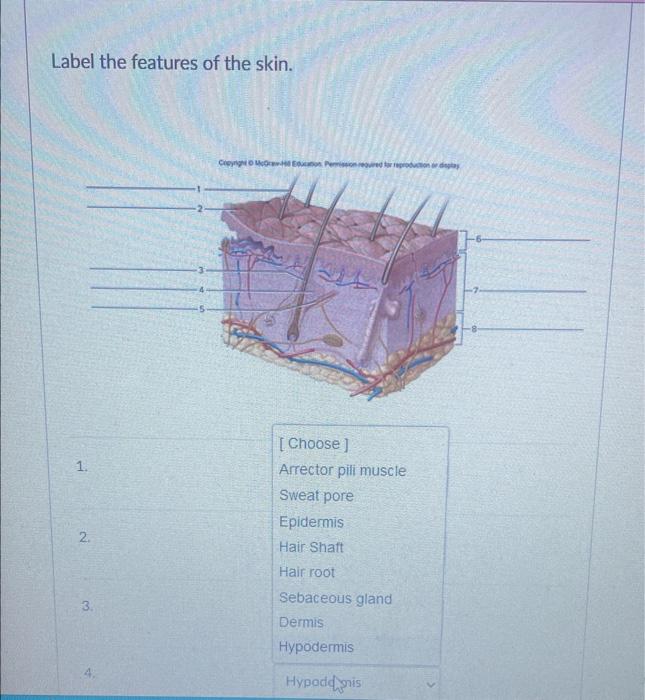 Solved Label The Features Of The Skin. 