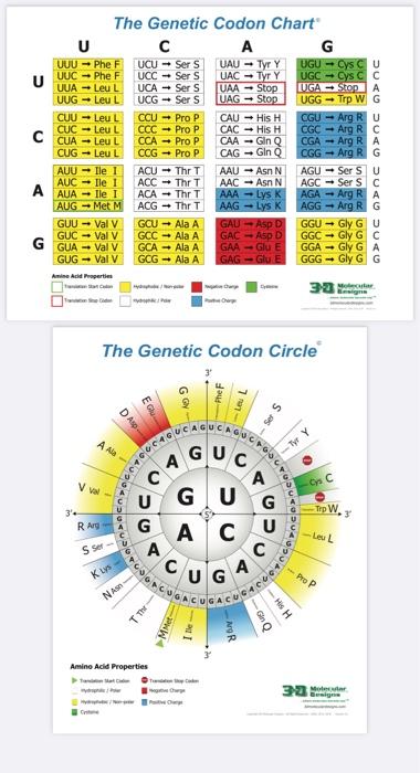 The Genetic Codon Chart U с A G UUU - Phe F UCU - Ser | Chegg.com