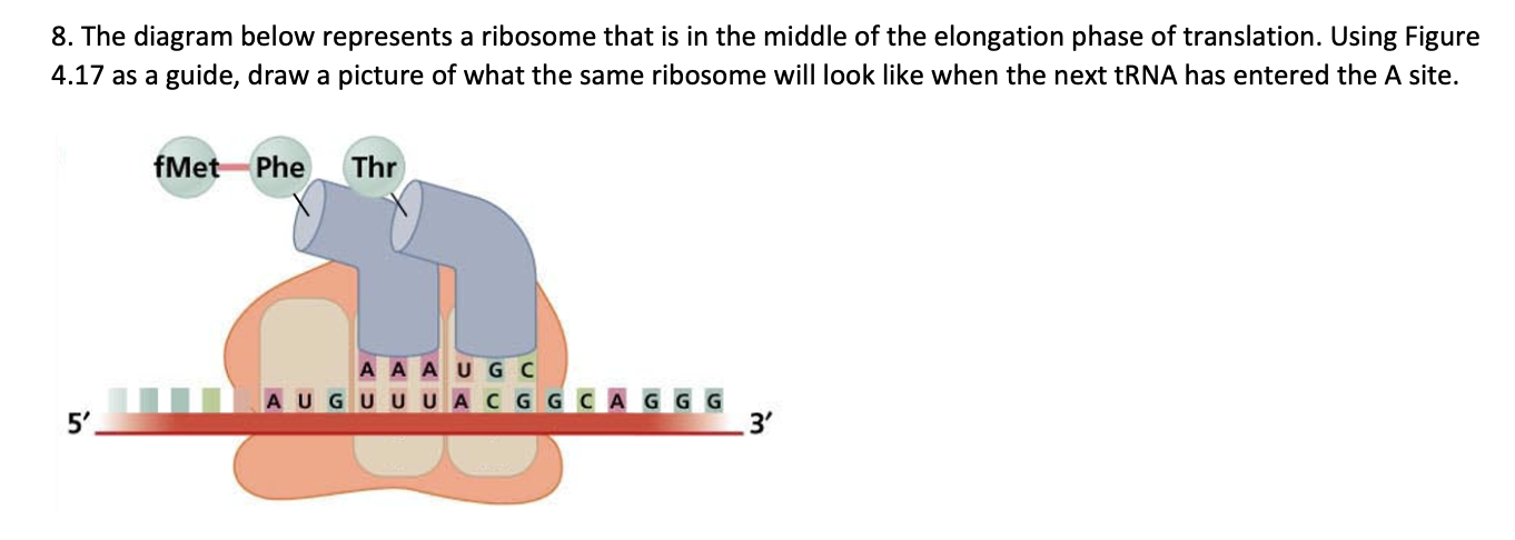 Solved The diagram below represents a ribosome that is in | Chegg.com