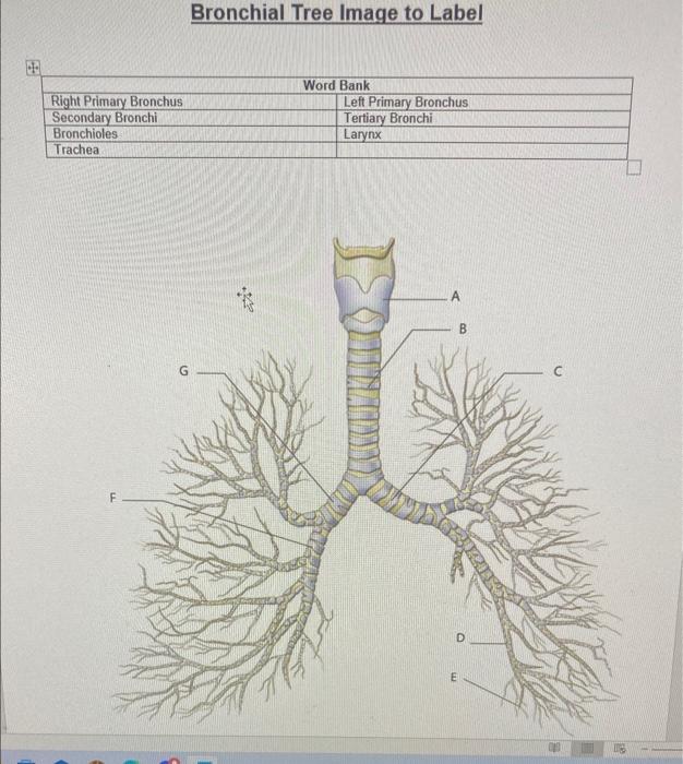 bronchial tree anatomy labeled