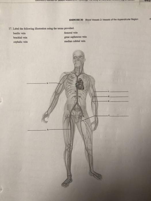 Solved EXERCISE 30 Blood Vessels 2: Vessels of the | Chegg.com