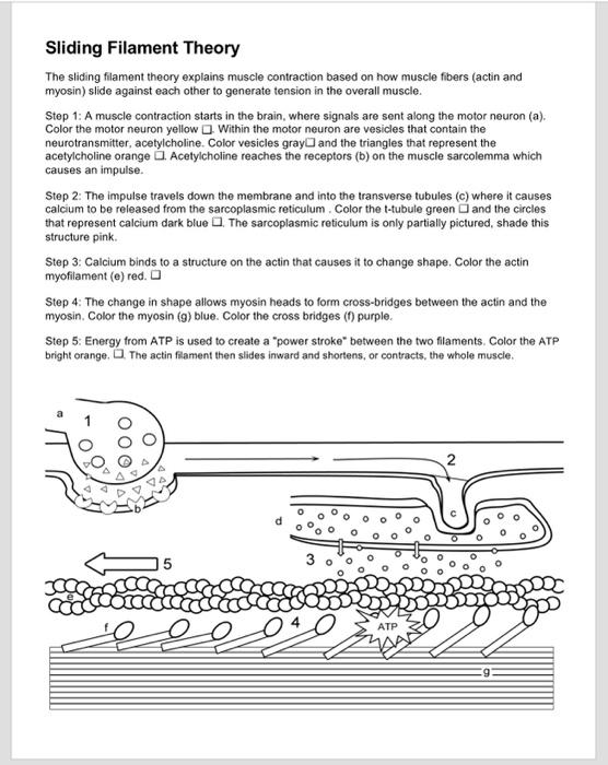 Sliding Filament Theory The sliding filament theory