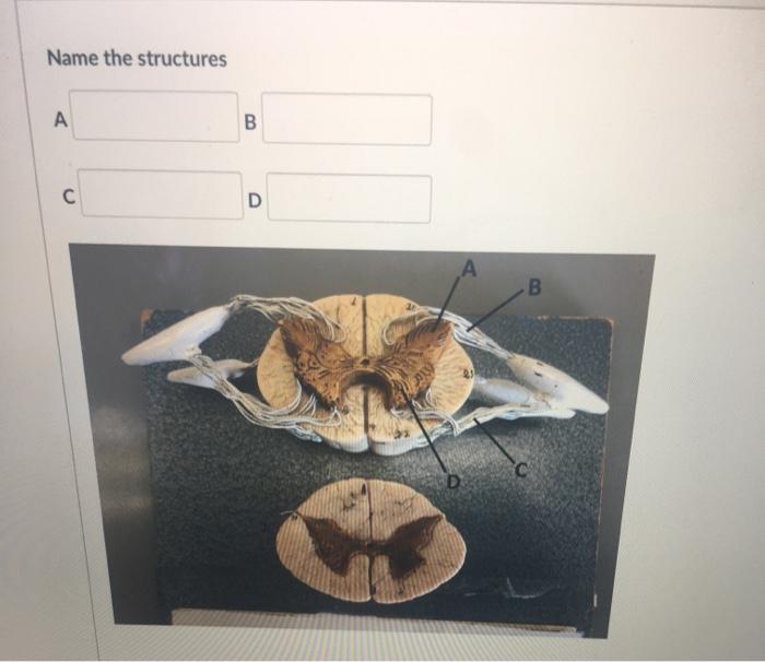 Solved Name the structures A B С D B D | Chegg.com