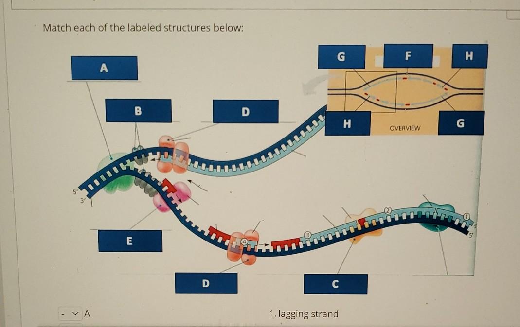 Solved Match each of the labeled structures below: F H A B D | Chegg.com