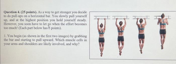 Pull-ups: Do They Help You Grow Taller?