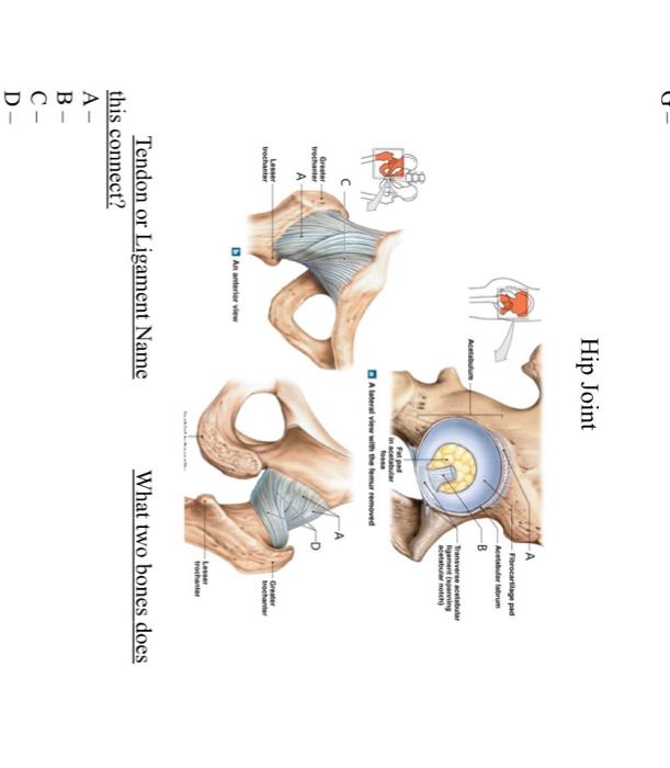 [Solved]: 5 Hip Joint Acetabulum Greater Trochanter A Lesse