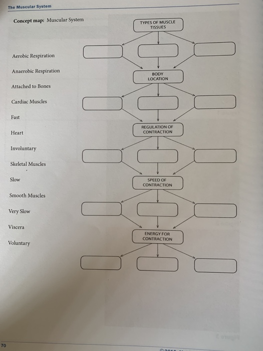 Anatomy Muscle Concept Map - Anatomy Concept Map Muscles Page 1 Line