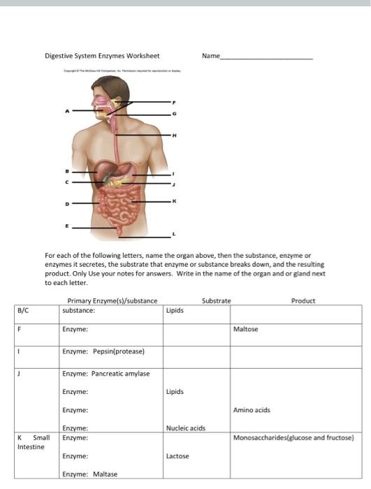 Solved Digestive System Enzymes Worksheet Name For each of