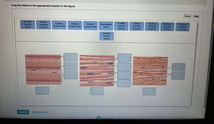 Solved Drag the labels to the appropriate location in the | Chegg.com