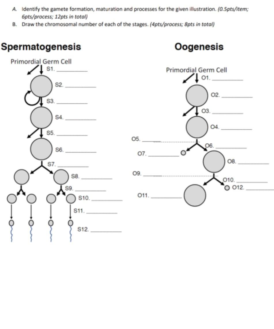 Solved A. Identify the gamete formation, maturation and Biology Diagrams