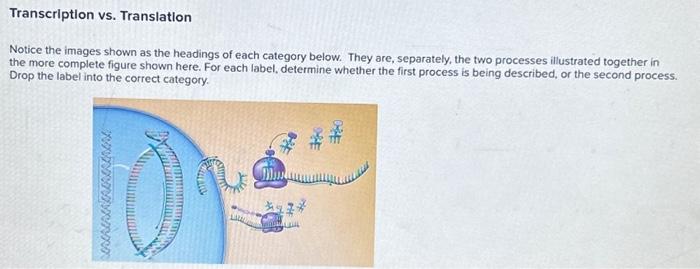 Solved Transcription vs. Translation Notice the images shown | Chegg.com