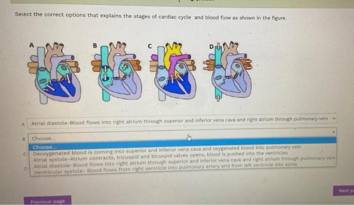 Solved Select the correct options that explains the stages | Chegg.com