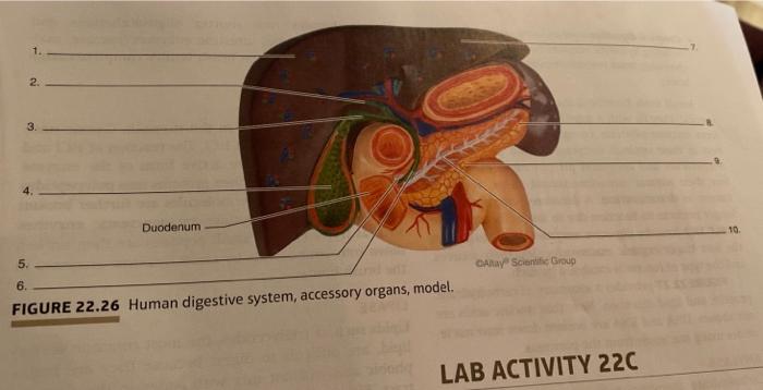 Clay model of human best sale digestive system