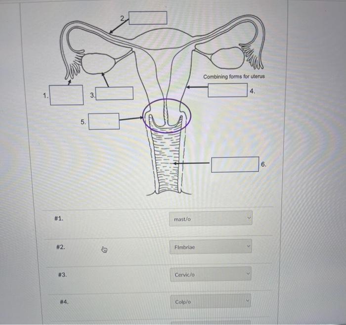 any \#1. mast/o \#2. Flmbriae \#3. Cervic/o \#4. | Chegg.com