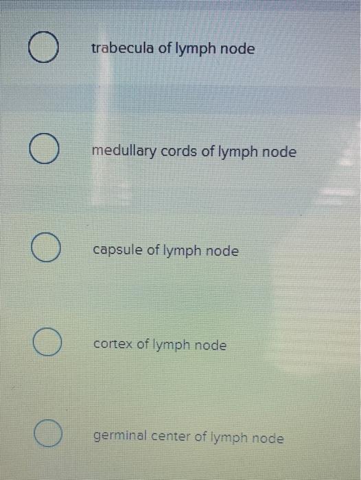 Solved Which structure is highlighted? trabecula of lymph | Chegg.com