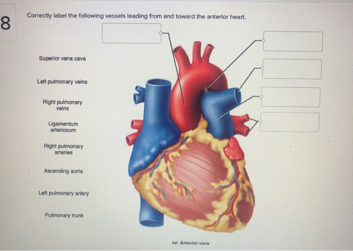 solved-correctly-label-the-following-vessels-leading-from-chegg