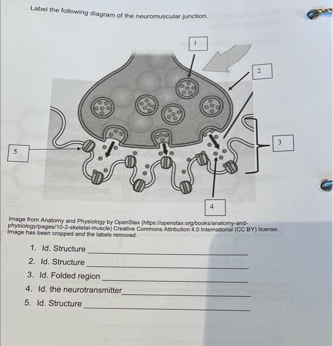 Solved Label the following diagram of the neuromuscular | Chegg.com