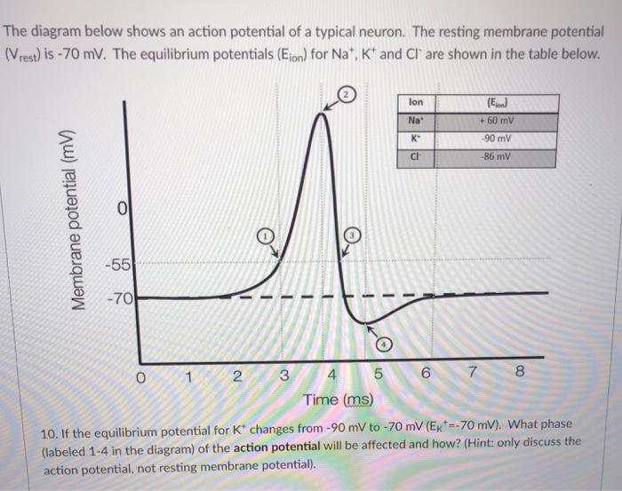 action potential diagram labeled