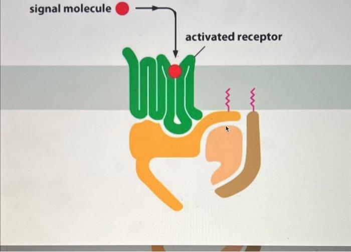 signal molecule
activated receptor