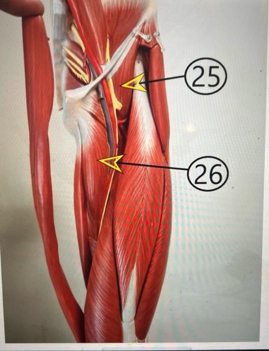 Solved name muscles 23, 24, 25,26 ,27,28 | Chegg.com